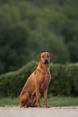Étalon Rhodesian Ridgeback - Vicky Of Wonderful Paws (Sans Affixe)