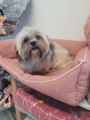 Étalon Lhassa Apso - Swing des terres de bourguenailles