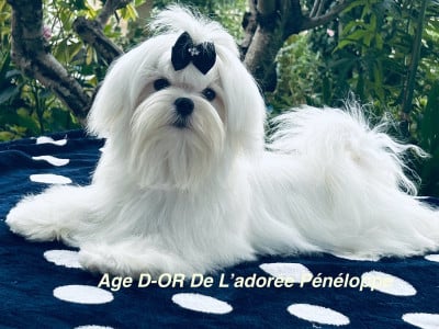 Étalon Bichon maltais - AGE D-OR de L'Adoree Peneloppe