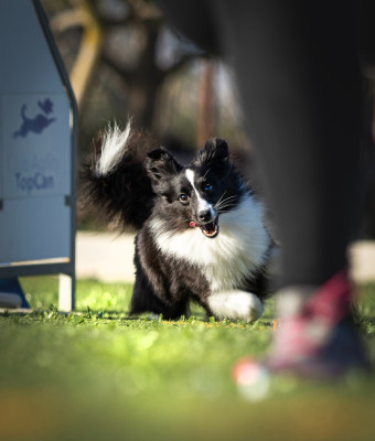 Étalon Shetland Sheepdog - Azulian Epiphany