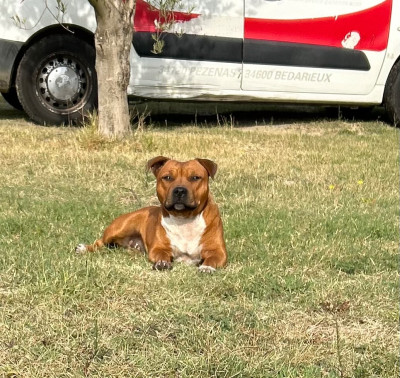 Étalon Staffordshire Bull Terrier - Tasty Des Terres Du Sud D’Enserunes