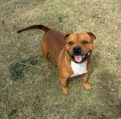 Étalon Staffordshire Bull Terrier - diam’s black Rafale