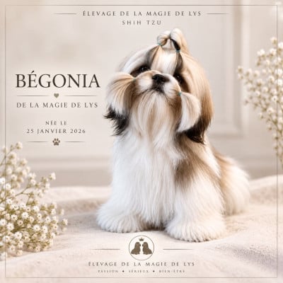 Étalon Shih Tzu - Bégonia de la magie de lys