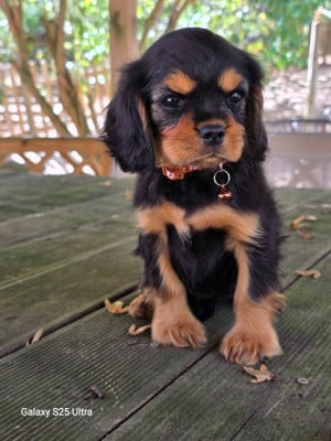 Étalon Cavalier King Charles Spaniel - Brooklyn bluebell (Sans Affixe)
