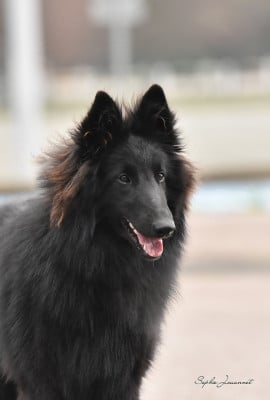Étalon Berger Belge - UNICA PERFECT BLACK  des perles noires