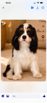 Étalon Cavalier King Charles Spaniel - BURTON Du Mas De Dixie