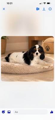 Étalon Cavalier King Charles Spaniel - BURTON Du Mas De Dixie
