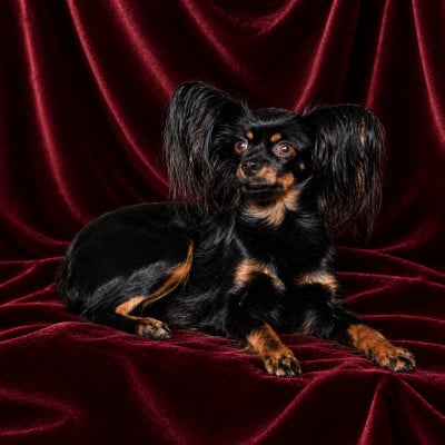 Étalon Russkiy Toy (Petit Chien Russe) - oksi way KAROLINA