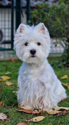 Étalon West Highland White Terrier - U'VIC De Whities West