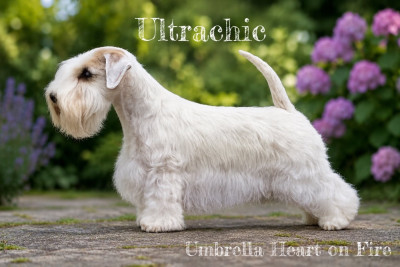 Étalon Sealyham Terrier - CH. Umbrella Heart On Fire