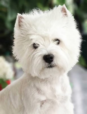 Étalon West Highland White Terrier - VAIANA De Whities West