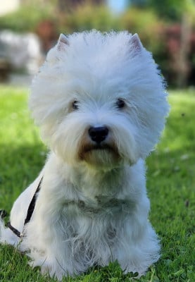 Étalon West Highland White Terrier - ULHAN  De Whities West