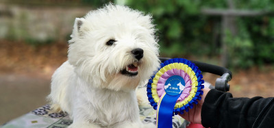 Étalon West Highland White Terrier - NO RULES vertragus
