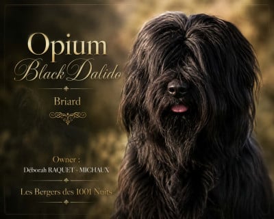 Étalon Berger de Brie - Opium Black  dalido
