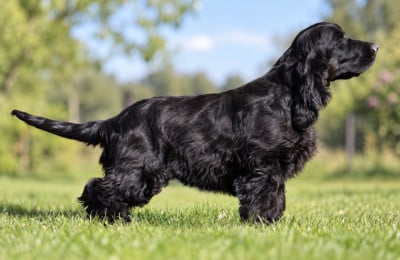 Étalon Cocker Spaniel Anglais - CH. Corralet  QUINTUS (dit BOTOX)