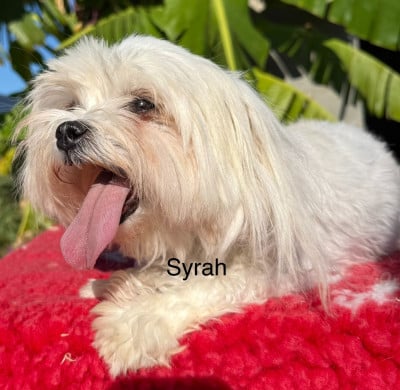 Étalon Bichon maltais - Syrah de la Vigne del Rey