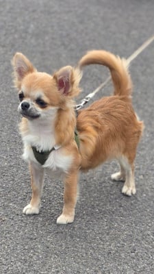 Étalon Chihuahua - Crystal Wind Achiko
