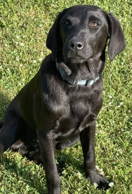 Étalon Labrador Retriever - monkslea AURN