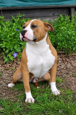 Étalon American Staffordshire Terrier - Rufiana the east girl of Atomic Dog