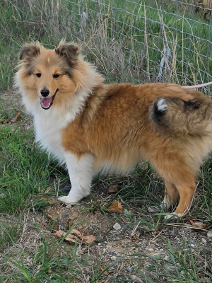 Étalon Shetland Sheepdog - BROOKLYN Gold  Du puits saint loup