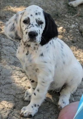 Étalon Setter Anglais - Bounty des Sentiers de la Douyne 