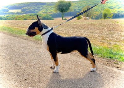 Étalon Bull Terrier - Bad Boy  Of Tessa's Dream