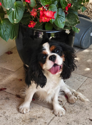 Étalon Cavalier King Charles Spaniel - Willow Des Grands Reves Du Sud