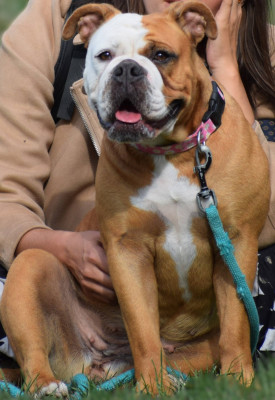 Étalon Bulldog continental - Marguerite Des Colères d'Artémis