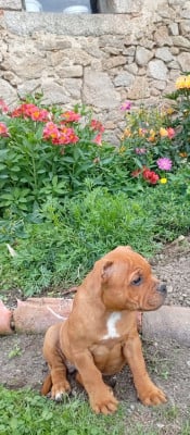 Étalon Staffordshire Bull Terrier - Bianca  Du Coeur Des Terres