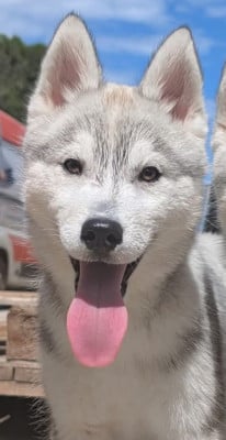 Étalon Siberian Husky - Bella Lupu Di Castagniccia 