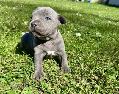 Étalon Staffordshire Bull Terrier - Blue 