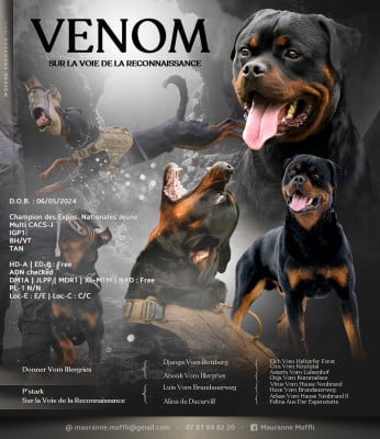 Étalon Rottweiler - CH. Venom  Sur La Voie De La Reconnaissance