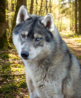 Étalon Siberian Husky - Ultrachic 'Nd Psychedelic Of Moonlight's Rhapsody