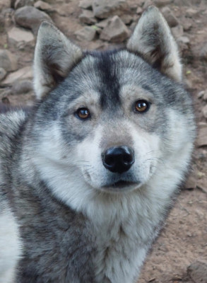 Étalon Siberian Husky - Upside down Of Moonlight's Rhapsody