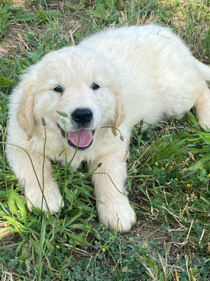 Étalon Golden Retriever - rose Des Minis Pepites