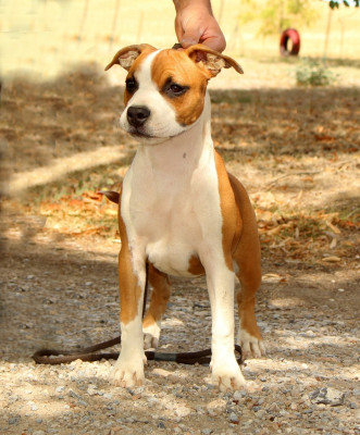 Étalon American Staffordshire Terrier - Terrier's Paradise Bella Ciao