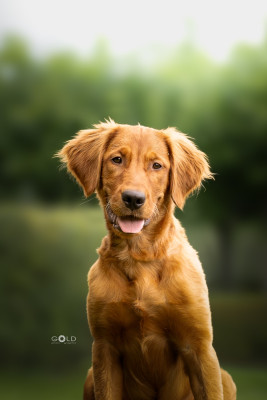 Étalon Golden Retriever - zomarick  Sir Balzan