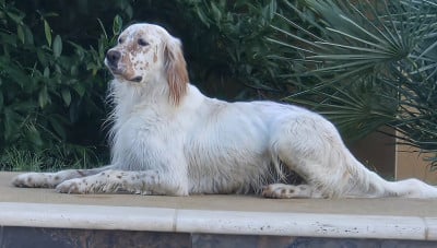 Étalon Setter Anglais - ares du mas des Vernets