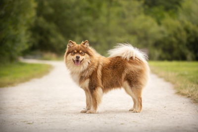 Étalon Chien finnois de Laponie - CH. Shawn de la vallée de la Veude