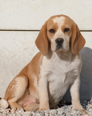 Étalon Beagle - Ugoline De La Vallée De L'Empereur