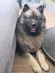 Étalon Spitz allemand - Alma Bella De La Maison Des P’tits Loups