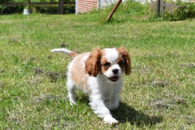 Étalon Cavalier King Charles Spaniel - BACCARA De La Vallée Des Fayts