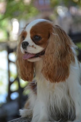 Étalon Cavalier King Charles Spaniel - CH. Shine Ever RÃ©alise tes rÃªves