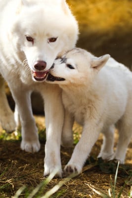 Étalon Siberian Husky - Flower Of Tenebrae Boreal Golden Dreams