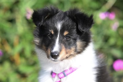 Étalon Shetland Sheepdog - Brindille Blue Un Brin De Folie du domaine des embruns salés