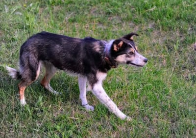 Étalon Border Collie - U'jive Du domaine de rousset
