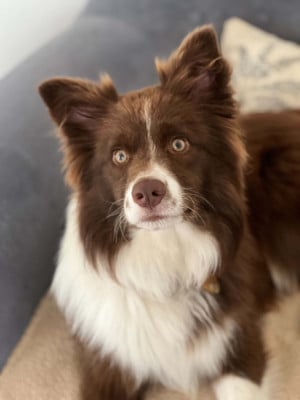 Étalon Border Collie - Lytoux's Spirit Willow
