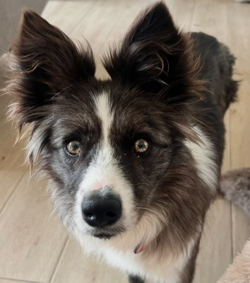 Étalon Border Collie - Lytoux's Spirit Very spicy violette