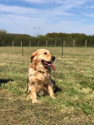 Étalon Golden Retriever - ShakaPonk de la Gabrière