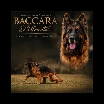 Étalon Berger Allemand Poil Long - Baccara D'Ulmental Titre Initial